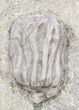 Dizygocrinus Crinoid Plate - Warsaw Formation, Illinois #56751-4